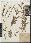 Foto von Salix purpurea L.
